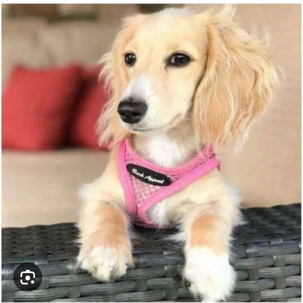 🐠Bark Appeal Mesh Step-In Harness Neon Orange with black trim XS BUDGET